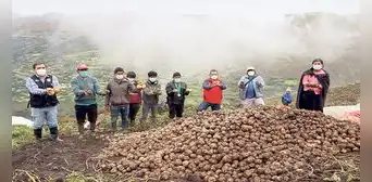 Nuevas variedades de papas peruanas desplazarían a las importadas en pollerías Nuevas variedades de papas peruanas desplazarían a las importadas en pollerías
