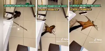 Ardilla es captada fingiendo su muerte luego de travesura en casa de su ama: "Estudió en Televisa" Ardilla es captada fingiendo su muerte luego de travesura en casa de su ama: "Estudió en Televisa"