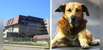 Polémica en Chile porque un perro recibió radioterapia en hospital público Polémica en Chile porque un perro recibió radioterapia en hospital público