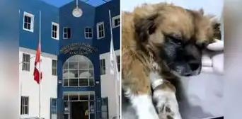 Condenan a 1 año y 8 meses a mujer que acuchilló y mató a un perro en Ayacucho Condenan a 1 año y 8 meses a mujer que acuchilló y mató a un perro en Ayacucho
