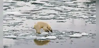 Alarmante: el Ártico no tendrá hielo a partir de 2030, según estudio Alarmante: el Ártico no tendrá hielo a partir de 2030, según estudio