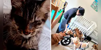 Chorrillos: albergue necesita ayuda para alimentar a gatos abandonados y más de 20 perros inválidos