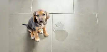 ¿Qué significado tiene que un perro te orine en la pierna? ¿Qué significado tiene que un perro te orine en la pierna?