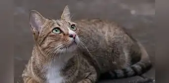 Conoce las razones por las que tu gato se escapa de casa Conoce las razones por las que tu gato se escapa de casa