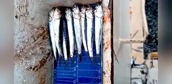 Advierten de alta presencia de juveniles en la pesca exploratoria autorizada por Produce