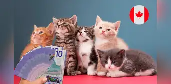 Trabajo en Canadá: extranjeros pueden ganar hasta 20 dólares por hora cuidando gatos Trabajo en Canadá: extranjeros pueden ganar hasta 20 dólares por hora cuidando gatos