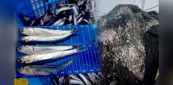 Produce suspende parcialmente la pesca exploratoria por alta incidencia de juveniles