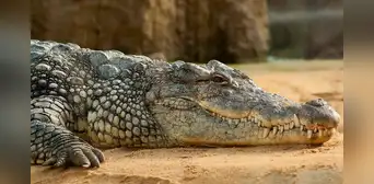 Una cocodrilo hembra quedó embarazada sin necesidad de macho: el primer caso en el mundo