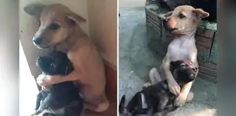 Dos cachorros asustados no dejan de abrazarse tras ser rescatados