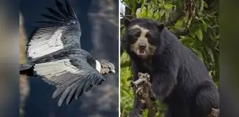 20 animales en peligro de extinción en Perú que buscan ser protegidos