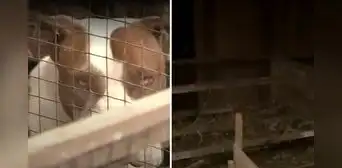 Pachacamac: un par de perros mataron a cerca de 300 cuyes valorizados en más de S/10.000 Pachacamac: un par de perros mataron a cerca de 300 cuyes valorizados en más de S/10.000