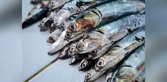 Produce: No habrá primera temporada de pesca para preservar la anchoveta