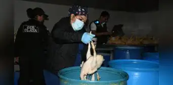 Intervienen local en Chorrillos donde inflaban pollos con químicos: se hallaron al menos 1.000 aves Intervienen local en Chorrillos donde inflaban pollos con químicos: se hallaron al menos 1.000 aves
