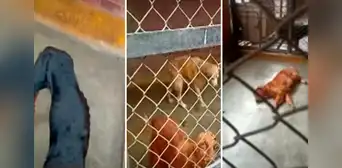 Extrabajadores de unidad canina en Carabayllo denuncian que perros están enfermos: "Uno murió adentro" Extrabajadores de unidad canina en Carabayllo denuncian que perros están enfermos: "Uno murió adentro"
