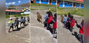 Cabrita guía batallón de pequeños niños en Apurímac: “En este jardín desfilan todos” Cabrita guía batallón de pequeños niños en Apurímac: “En este jardín desfilan todos”