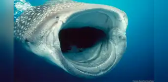 Captan por primera vez a un tiburón ballena comiendo en el fondo del mar