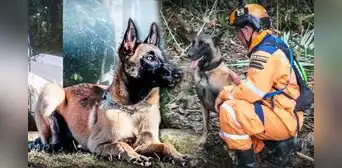 ¿Quién es Wilson, el perrito que salvó a los 4 niños perdidos y se encuentra desaparecido? ¿Quién es Wilson, el perrito que salvó a los 4 niños perdidos y se encuentra desaparecido?