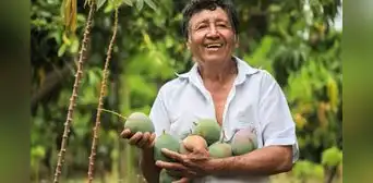 Madre de Dios: El 94% de beneficiarios del Fertiabono ya hicieron efectivo el cobro Madre de Dios: El 94% de beneficiarios del Fertiabono ya hicieron efectivo el cobro