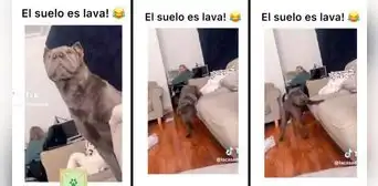 Perro juega al piso es lava y emociona a todos en TikTok: "Ya perdiste, Firulais" Perro juega al piso es lava y emociona a todos en TikTok: "Ya perdiste, Firulais"