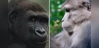 ¿Por qué los primates se masturban? Esta es la razón