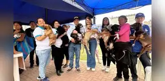La Victoria: ofrecen en adopción a perros rescatados en incendio cerca de Gamarra La Victoria: ofrecen en adopción a perros rescatados en incendio cerca de Gamarra