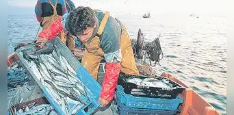 Pesca exploratoria se habría iniciado por presión de la industria harinera