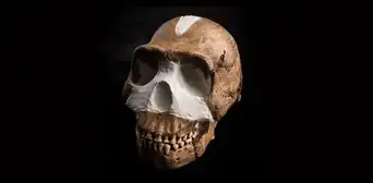 Hallan las tumbas más antiguas del mundo y descubren que no fueron hechas por humanos Hallan las tumbas más antiguas del mundo y descubren que no fueron hechas por humanos