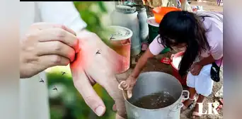 ¿Cómo se transmite el DENGUE y qué hacer para prevenir su CONTAGIO?: síntomas y tratamiento
