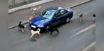 ¿Por qué los perros ladran y corretean a los carros? Spoiler: no es por diversión
