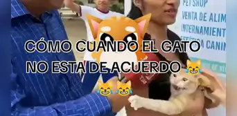 Gatito tiene inusual reacción cuando revelan que el perro es más tranquilo: “Qué ternura” Gatito tiene inusual reacción cuando revelan que el perro es más tranquilo: “Qué ternura”