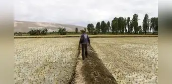 Producción de alimentos bajará un 30% por sequías en Arequipa, según agricultores Producción de alimentos bajará un 30% por sequías en Arequipa, según agricultores