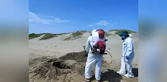 Serfor reporta la muerte de aves y lobos marinos en playas piuranas