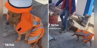Perrito causa furor como supervisor de obra en Arequipa: “Rayos, llegó el jefe” Perrito causa furor como supervisor de obra en Arequipa: “Rayos, llegó el jefe”