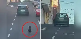 Captan momento en que mujer abandona un perrito en plena pista y este corre tras el auto Captan momento en que mujer abandona un perrito en plena pista y este corre tras el auto