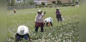 Cae 50% la producción de alimentos en los campos agrícolas
