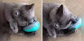 Gatito se masajea y enternece en redes: "El michi es tan adorable" Gatito se masajea y enternece en redes: "El michi es tan adorable"
