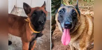 Así fue entrenado Wilson, el perrito rescatista perdido sin rastro en la selva de Colombia