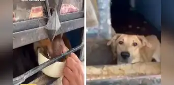 Comas: familia se muda de casa y abandona a perritos Comas: familia se muda de casa y abandona a perritos