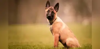 Los secretos de la raza de Wilson, el perro que encontró a los niños perdidos en Colombia