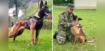 Caso Wilson: 70 uniformados y 2 perras en celo buscan al can perdido en la selva de Colombia