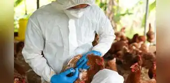 Sacrifican a cerca de mil aves de corral por casos de gripe aviar en Moquegua Sacrifican a cerca de mil aves de corral por casos de gripe aviar en Moquegua