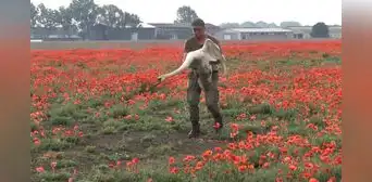 Cientos de cisnes se volvieron adictos a una planta y tuvieron que ser desintoxicados en Eslovaquia Cientos de cisnes se volvieron adictos a una planta y tuvieron que ser desintoxicados en Eslovaquia