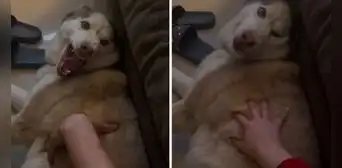 Perrito ataca a su padre, pero lame a su dueña y usuarios dicen: "Sabe cosas que mami no" Perrito ataca a su padre, pero lame a su dueña y usuarios dicen: "Sabe cosas que mami no"