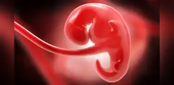 Biólogos afirman haber creado los primeros embriones humanos artificiales