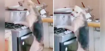 Perrito se trepa a la cocina, se roba el pollo de la olla y encima se molesta: “La habilidad se respeta”