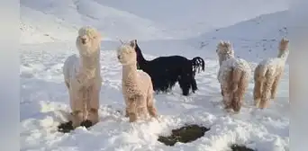 Ola de frío y sequía en Puno causó muerte de más de 3.000 crías de alpaca Ola de frío y sequía en Puno causó muerte de más de 3.000 crías de alpaca