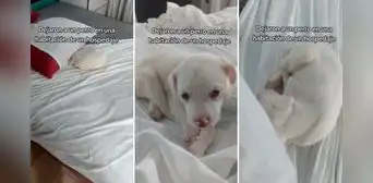 Alquilan cuarto de hotel, se van y dejan un perrito en la cama: "Qué rara propina"