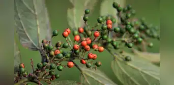 Hallan el compuesto medicinal de la marihuana en una planta distinta al cannabis Hallan el compuesto medicinal de la marihuana en una planta distinta al cannabis
