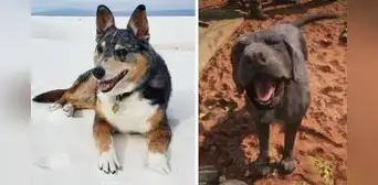 Falleció Einstein, el perro que encarnó a Caín en Red Dead Redemption 2 y se ganó el cariño de toda la comunidad gamer Falleció Einstein, el perro que encarnó a Caín en Red Dead Redemption 2 y se ganó el cariño de toda la comunidad gamer