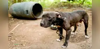 Denuncian que mafias roban perros domésticos para usarlos en entrenamientos de canes de pelea Denuncian que mafias roban perros domésticos para usarlos en entrenamientos de canes de pelea